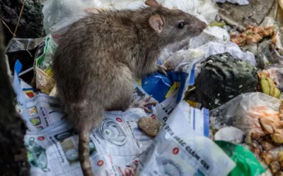Уничтожение мышей в подвале многоквартирного жилого дома