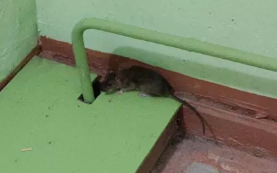 Уничтожение мышей в подъезде жилого дома дома в Орехово-Зуево