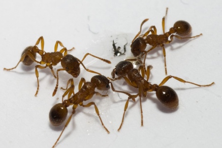 Уничтожение муравьев   в Орехово-Зуево 