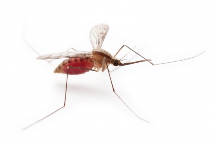 Уничтожение комаров   в Орехово-Зуево 